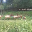 사슴방목장 이미지