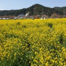 190408 삼척맹방 유채꽃 축제 이미지