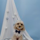 견생의하루 펫살롱 일산본점 이미지