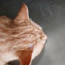 달봉이민박 이미지