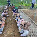 텃밭가꾸기 👨🏻‍🌾고구마 수확🍠 이미지