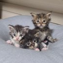 도레미캣 | 울산고양이분양전문 도레미캣, 가정에서 태어난 고양이 만나보세요!