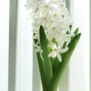 실내에서 키울수 있는 봄꽃식물 8가지 이미지
