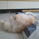 펫살롱모우
