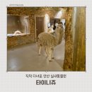니쥬 | 안산 실내동물원 타이니쥬 아이랑 가볼만한곳 솔직후기