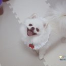 상큼하개 이미지