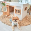 소형견 대리석 쿨매트 강아지하우스 추천 후기｜여름에 가성비가 꽤 괜찮았음