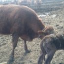 장승농장 이미지