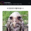 부엉이 이미지