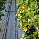 김태식농장 | 원샷으로 잿빛과 생육을 튼실하게