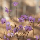 일산배수지 족구장 | 고양시 일산동구 황룡산부터 ~ 고봉산 둘레길 산책