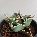 백경농장 이미지