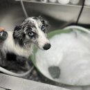 멍멍하개 이미지