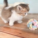 대전고양이분양 루나캣 이미지