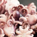 왕쭈꾸미 이미지