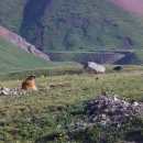마못(Marmot) 이미지