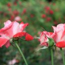 보석상자 이미지