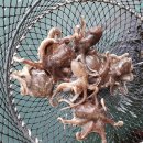 훼미리호좌대낚시터 이미지