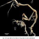 갑각류 - 연갑綱 - 단각目 - 바다대벌레科 - 짧은아가미다리바다대벌레 이미지