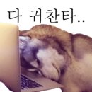 도도한강아지