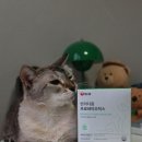 (주)메디다움 | 고양이 설리의 장 건강 지킴이, 농심 반려다움 고양이 유산균 프로바이오틱스 후기🐱❤️ (with 집사의 진심)