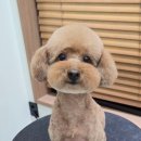 와따몽 이미지
