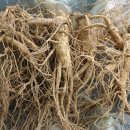 인삼농장 이미지