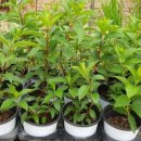 윙키핑키 이미지