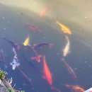 면천군자정 | [군자정]당진 애견동반 가볼만한곳 충남 주말나들이 데이트코스 추천