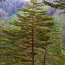 여송목재 이미지