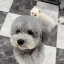 반려동물 애견 미용 네이버블로그