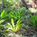 제주 삼도파초일엽 자생지 이미지