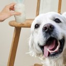 행복펫메이트 이미지