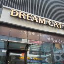 새로운 가족 아기 고양이 브리티쉬 숏헤어 티모 분양 후기!! [수원 인계동 드림캣 안심분양센터] 내돈내산
