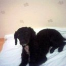 까만사랑 이미지