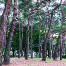 소나무숲 이미지