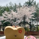 폼포코린 이미지
