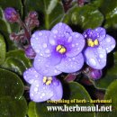 바이올렛 이미지