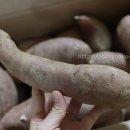 창바우농장 이미지
