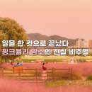 영가대교 북단 아래 | 안동 드라이브 볼거리 핑크뮬리 명소 그라스원 실시간 2025