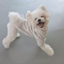 금곡 | 놀러오개 금곡점 후기 | 주인보다 바쁘게 사는 감튀의 유치원 라이프