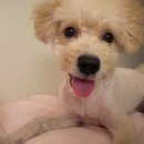 퍼플퍼피 이미지