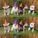 강아지 뷰티 이미지