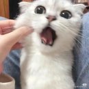 꼬집