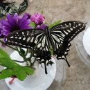 제비농장 이미지