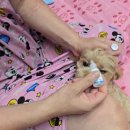 엘동물병원 | [강아지눈세정제/강아지아이드롭/엘녹스 아이드롭 영국 강아지 눈세정제 사용 후기