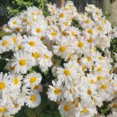 목동 7단지의 가을 풍경 이미지