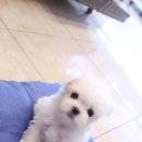 강아지분양애견말티즈푸들포메고양이분양