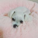 만수동물병원 이미지