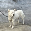 포레스트카라반 | 경기도 포천 숙소 추천 더세븐 글램핑 포레스트 카라반 후기
